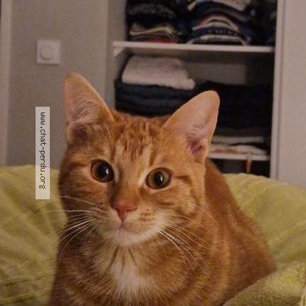 Foto 1/1 Midi Chat perdido en Albi