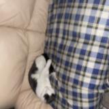 Foto del gato perdido en Tancrou