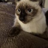 Foto del gato perdido en Castelnau Estretefonds