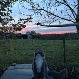 Foto del gato perdido en Sedzere