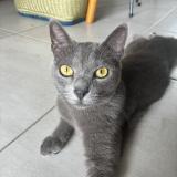 Foto del gato perdido en Saint Paul