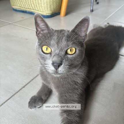 Foto 1/1 Slo Chat perdido en Saint paul