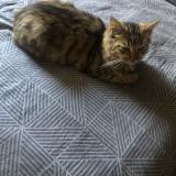 Foto del gato perdido en Mulhouse