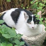 Foto del gato perdido en Avignon