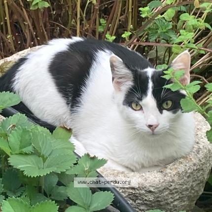 Foto 1/1 Pawnee Chat perdido en Avignon