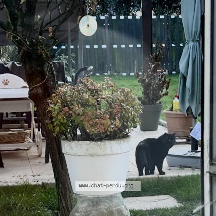Foto 2/2 Gato encontrado Encontrado en Dans notre jardin