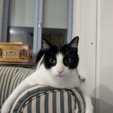 Foto del gato perdido en Saint Etienne