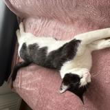 Foto de gato encontrado en Montagnole