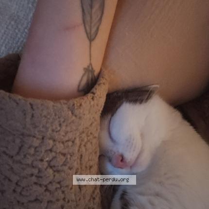 Foto 1/1 Sushi Chat perdido en Val de reuil