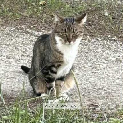 Foto 1/1 Xylo Chat perdido en Saze