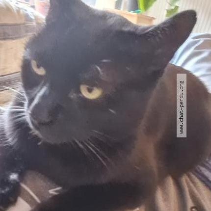 Foto 1/1 Bob Chat perdido en Castanet tolosan