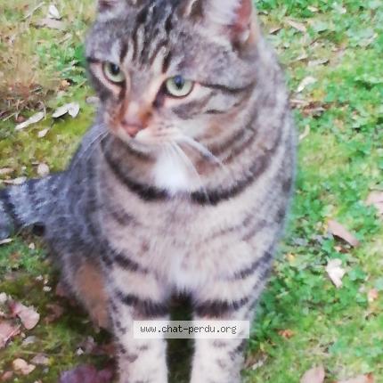 Foto 1/1 Gato encontrado Encontrado en Jazeneuil