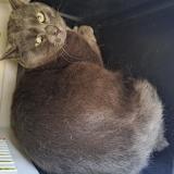 Foto de gato encontrado en Genebrieres