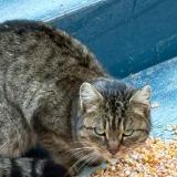 Foto de gato encontrado en Souesmes