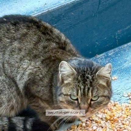 Foto 1/1 Gato encontrado Encontrado en Souesmes