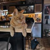 Foto del gato perdido en Landudec