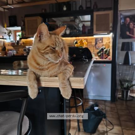 Foto 1/1 Pilou Chat perdido en Landudec