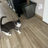 Foto del gato perdido en Aurillac Auvergne Rhone Alpes