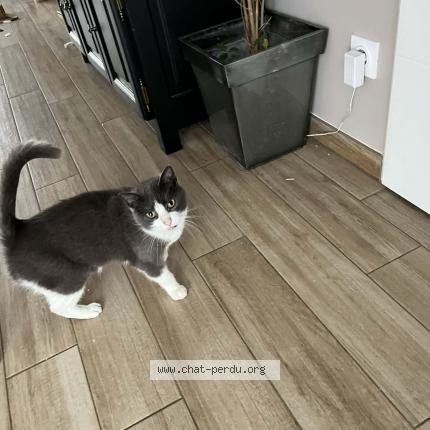 Foto 1/1 Moustique Chat perdido en Aurillac auvergne rhone alpes