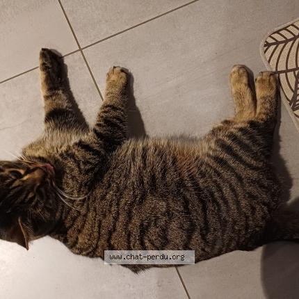 Foto 1/1 Gato encontrado Encontrado en Chenevrey et morogne