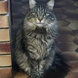 Foto del gato perdido en Beaune