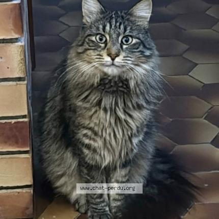 Foto 1/1 Éclipse Chat perdido en Beaune
