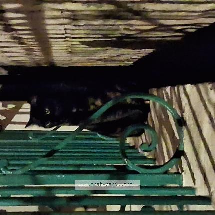 Foto 1/1 Gato encontrado Encontrado en Chateaurenard