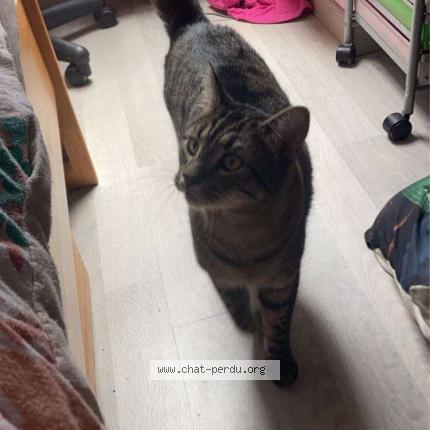 Foto 1/1 Rocky Chat perdido en Le thuit simer