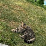 Foto del gato perdido en Saint Jammes