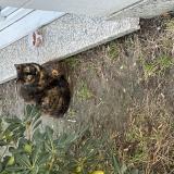 Foto de gato encontrado en Le Blanc Mesnil