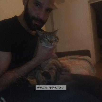 Foto 1/1 Simba Chat perdido en Pommeuse