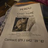 Foto del gato perdido en Grandvaud