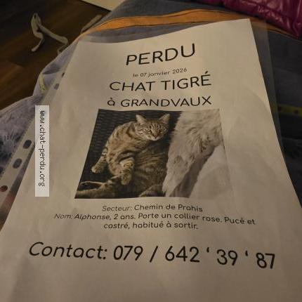 Foto 1/1 Alphonse. Chat perdido en Grandvaud