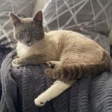 Foto del gato perdido en Anveville