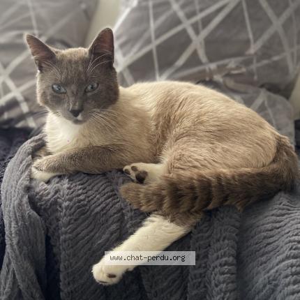 Foto 1/1 Sky Chat perdido en Anveville