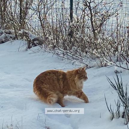 Foto 1/1 Pattenrond Chat perdido en Verrieres en forez
