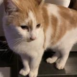 Foto del gato perdido en Pontchateau