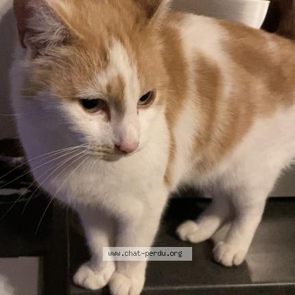 Foto 1/1 Tounsi Chat perdido en Pontchateau