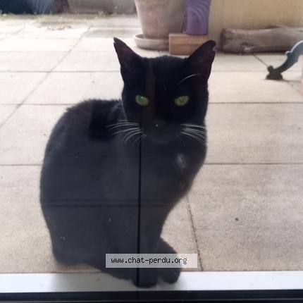 Foto 1/1 Gato encontrado Encontrado en Nimes