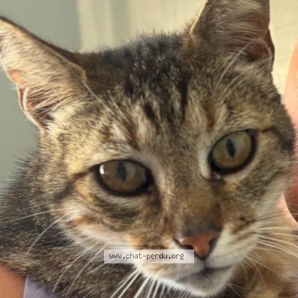 Foto 1/1 Michou Chat perdido en Ville di pietrabugno