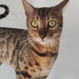 Foto del gato perdido en Cabestany