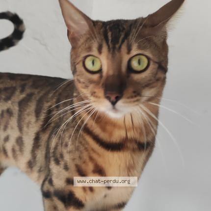 Foto 1/1 Alexandra DE CUYPER Chat perdido en Cabestany