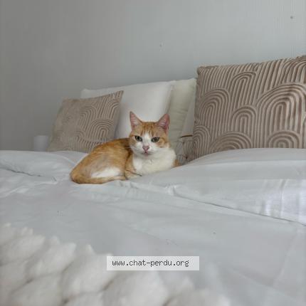 Foto 1/1 Mia Chat perdido en Montesson