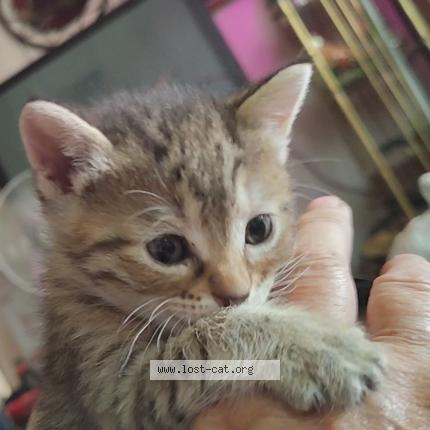 Foto 1/1 Sassy pants sally Chat perdido en Veguita