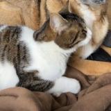 Foto del gato perdido en Uzerche