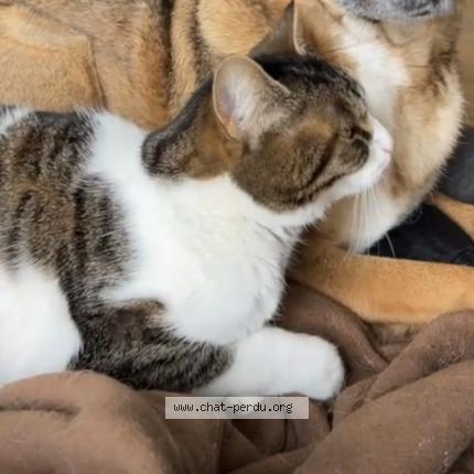 Foto 1/1 Many Chat perdido en Uzerche