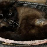 Foto de gato encontrado en Bry Sur Marne