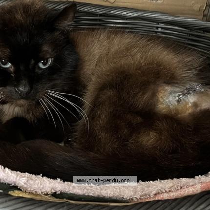 Foto 1/1 Gato encontrado Encontrado en Bry sur marne