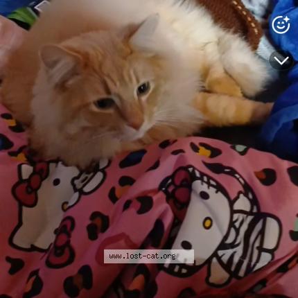 Foto 1/1 Simba Chat perdido en Boise