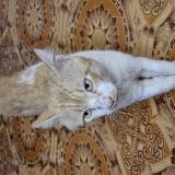 Foto del gato perdido en Chennai